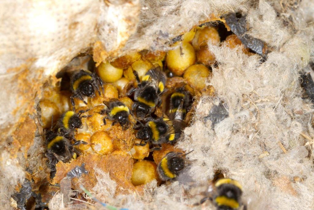 Bumblebees can teach each other how to open a puzzle