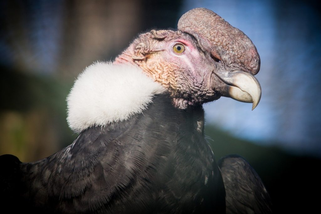 2200-year-old guano pile reveals historical adaptations by Andean condors