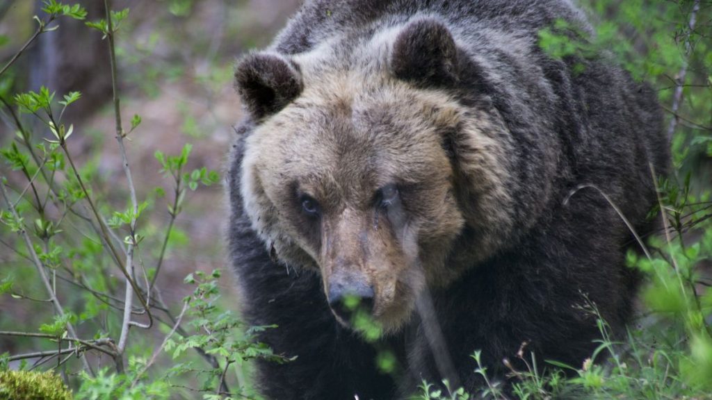 Bear kills jogger in Italian Alps