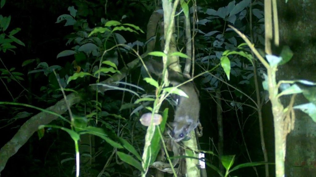 Flying squirrels in China have discovered a clever new trick