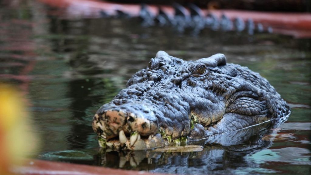 120-year-old Cassius is pushing limit of crocodile longevity — and