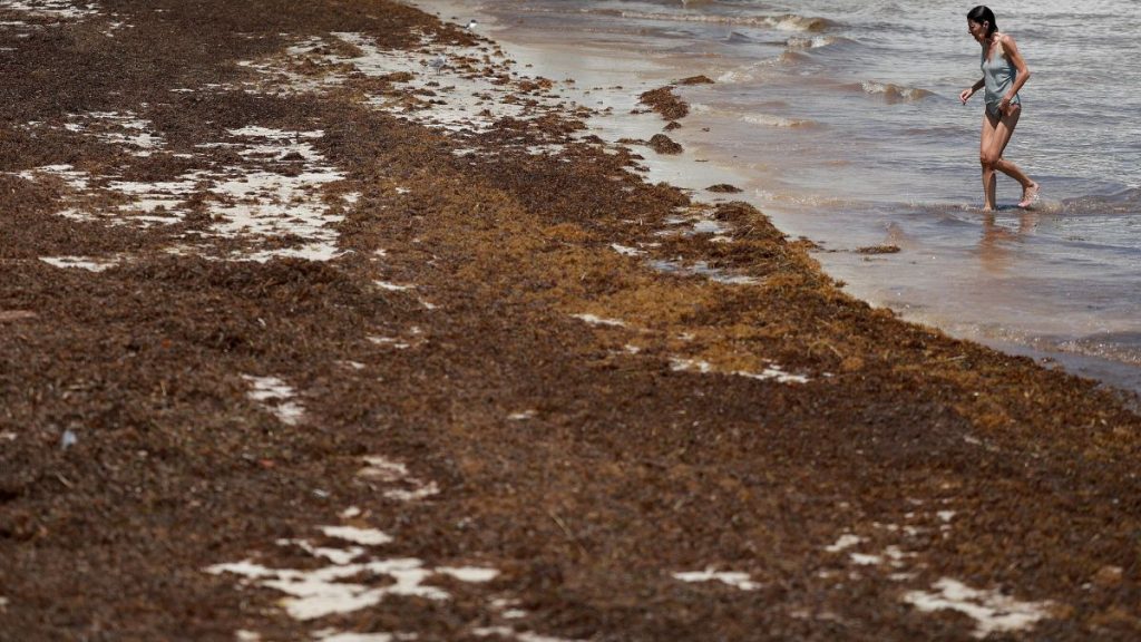 Does the giant blob of seaweed headed to Florida really