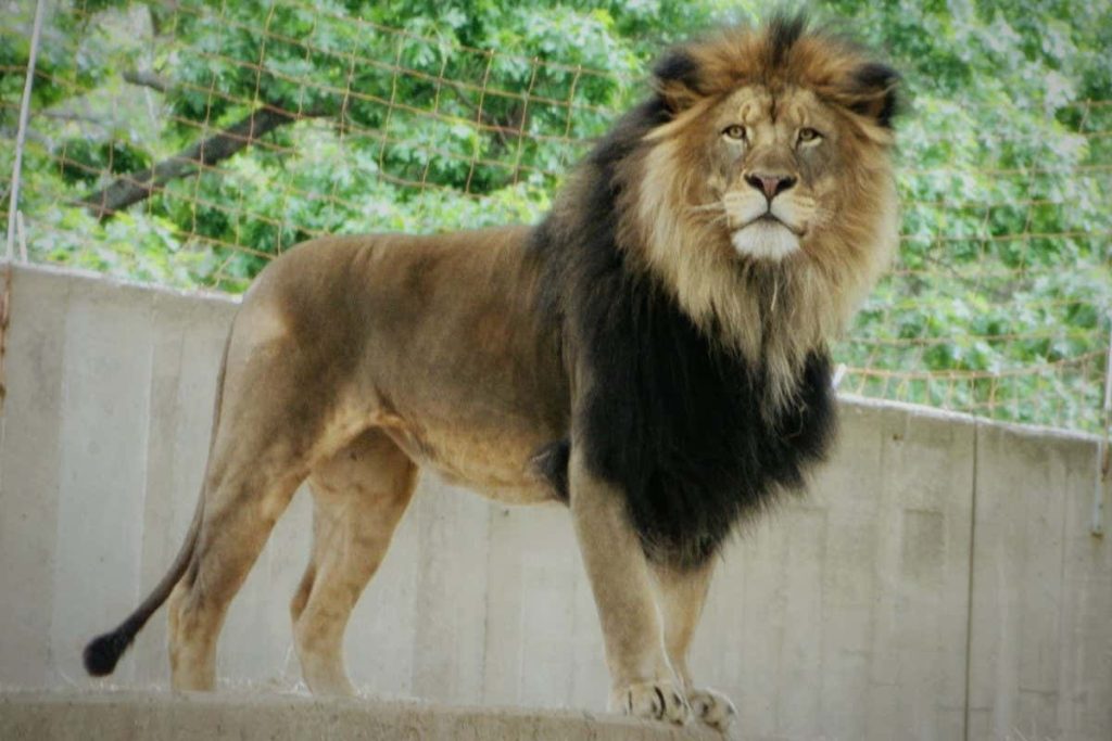 Lion infected with covid-19 probably passed it on to two