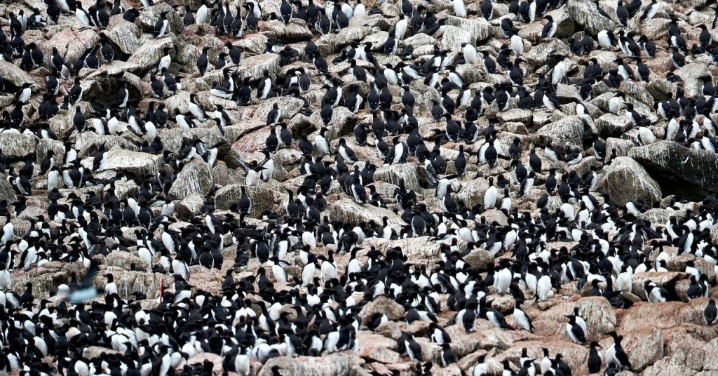 Bring Back the Seabirds, Save the Climate