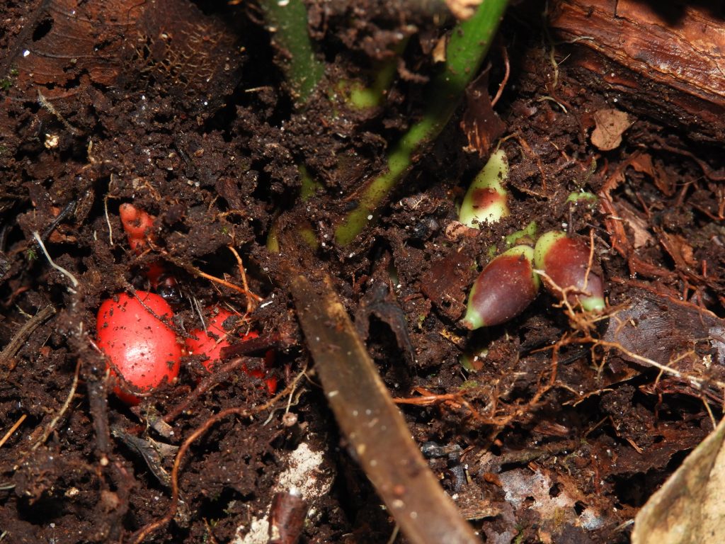 Hidden in plain sight: Rare palm species that flowers underground