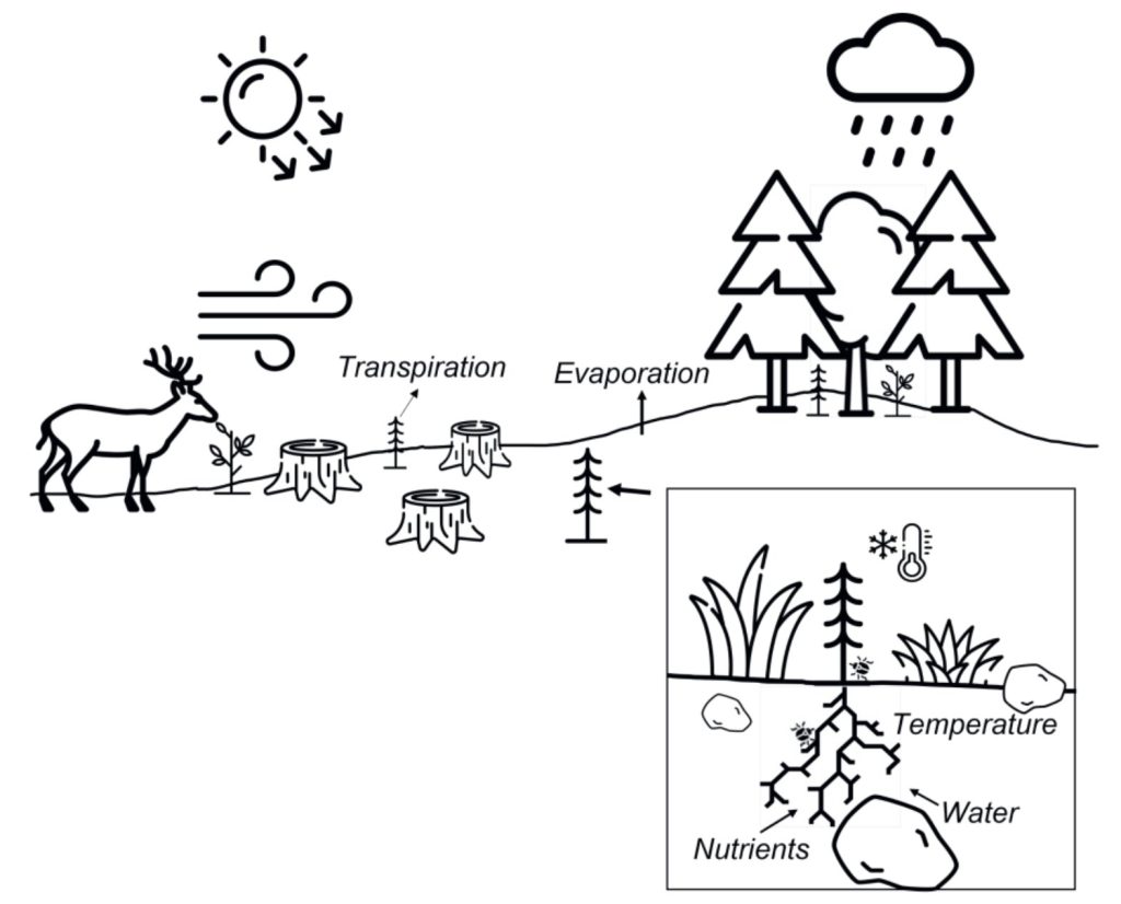 Improving precision of planning results in resilient forests