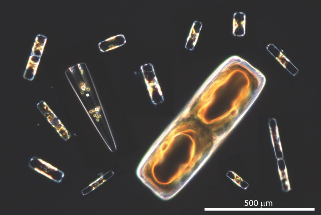 Phenomenal phytoplankton: Scientists uncover cellular process behind oxygen production