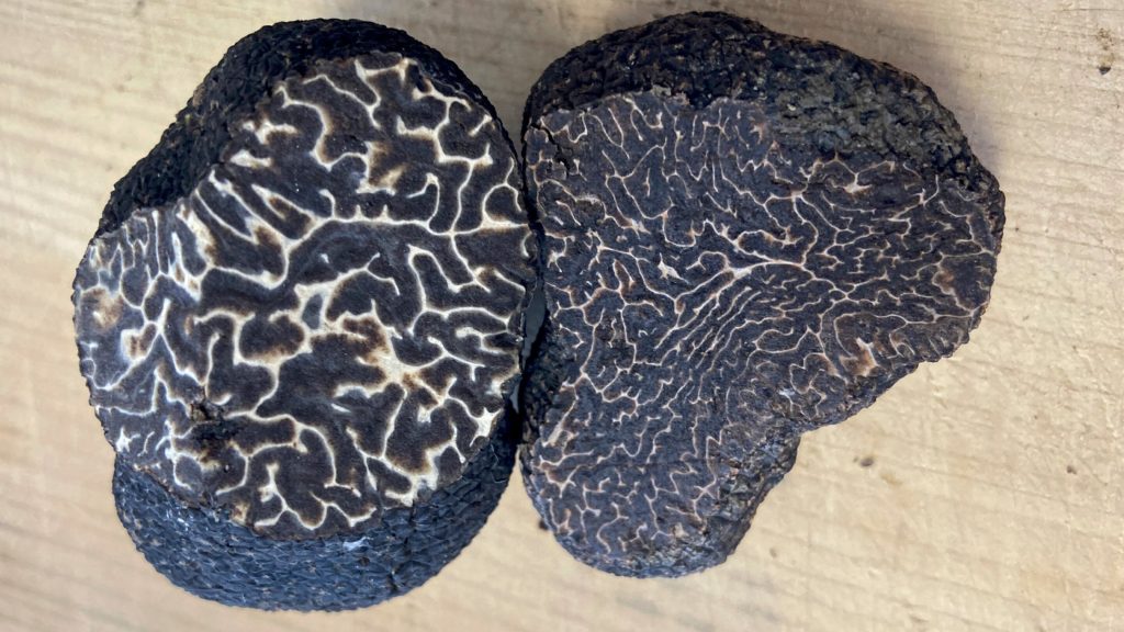 Some black truffles grown in eastern US may be less