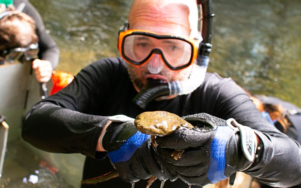 Study reveals reason hellbenders are disappearing