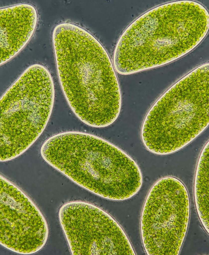 Warming climate could turn ocean plankton microbes into carbon emitters