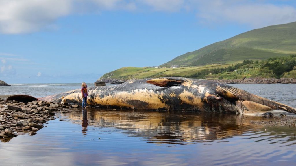 Fears that dead 60-foot-long whale in Ireland could explode sends