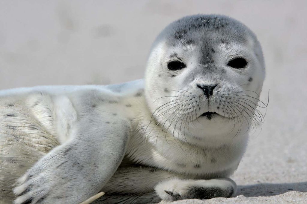 Male harbour seals may learn vocalisations years before they need