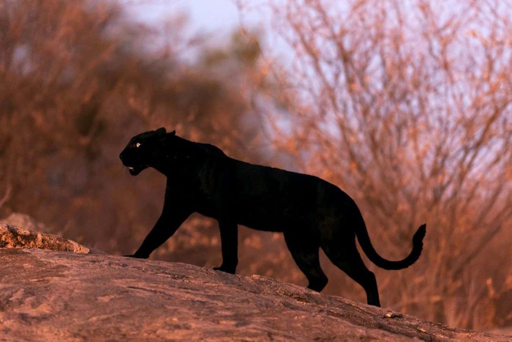 Are big cats like black panthers and leopards really roaming