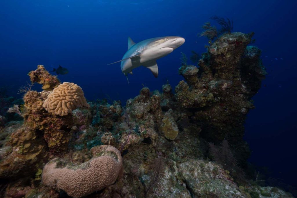 Reef sharks are being wiped out by overfishing so rays