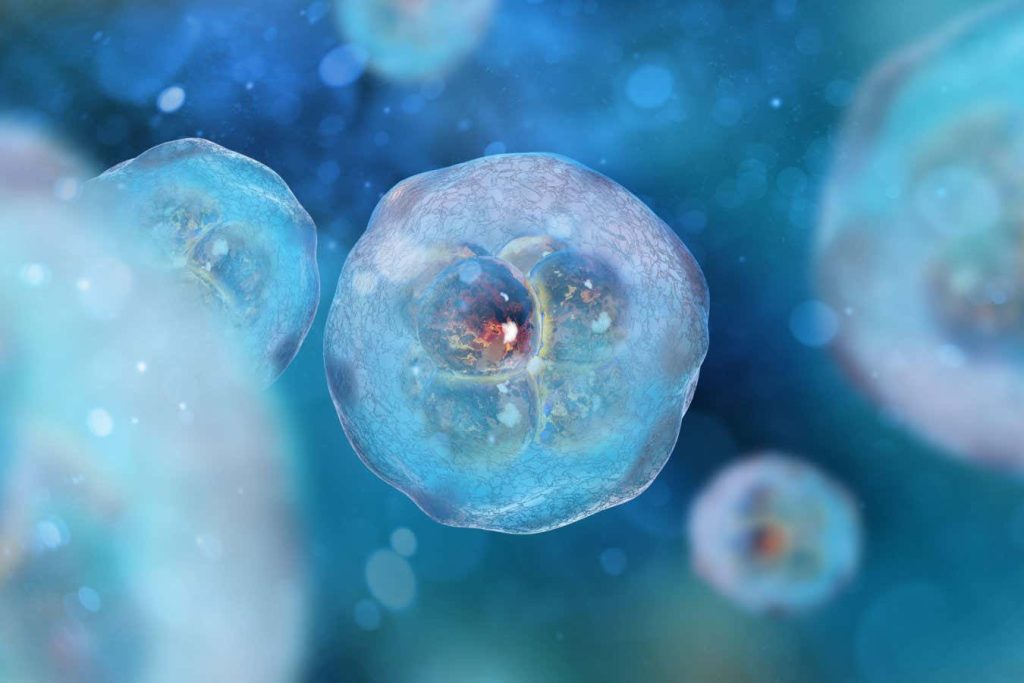 What are ‘synthetic embryos’ and why are scientists making them?