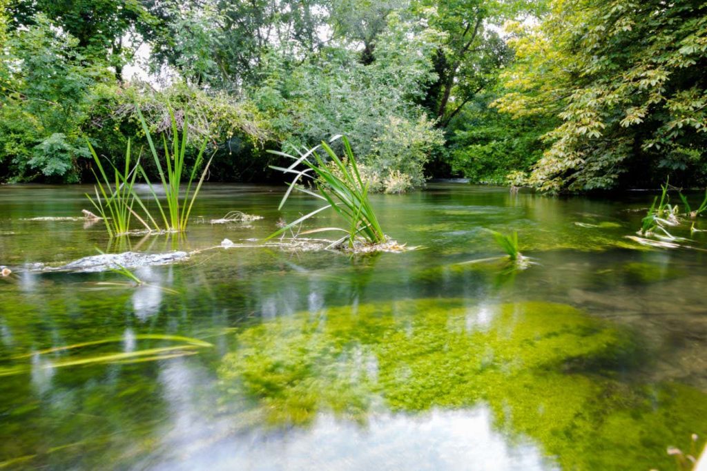 Plan to restore England’s chalk streams may take decades