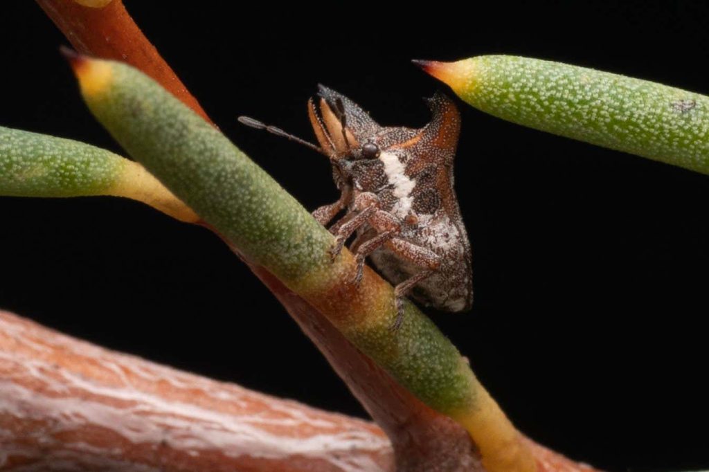 Weird stink bug with forked horns and tusks discovered in