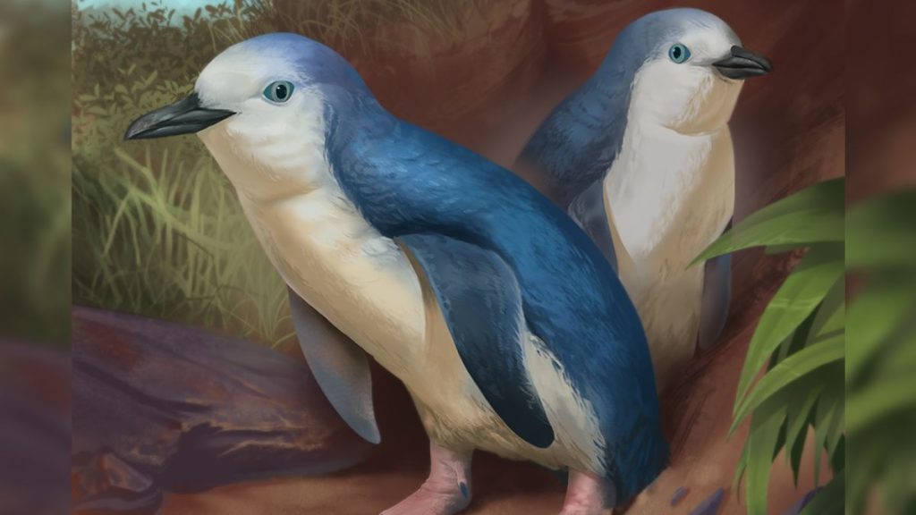 Adorable extinct penguin was one of the smallest of its