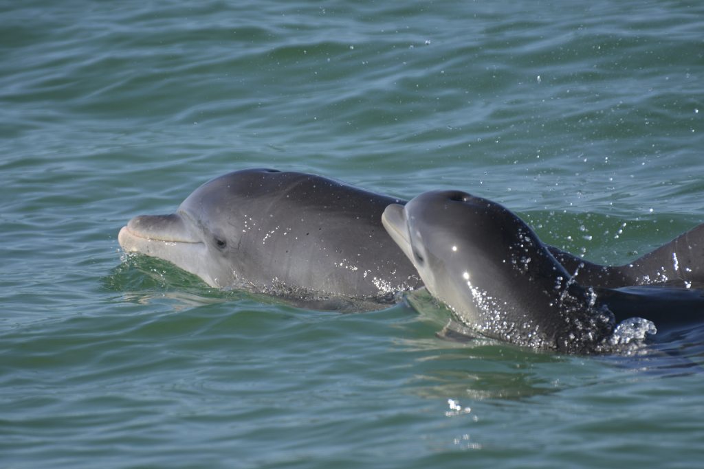 Dolphin moms use baby talk to call to their young,