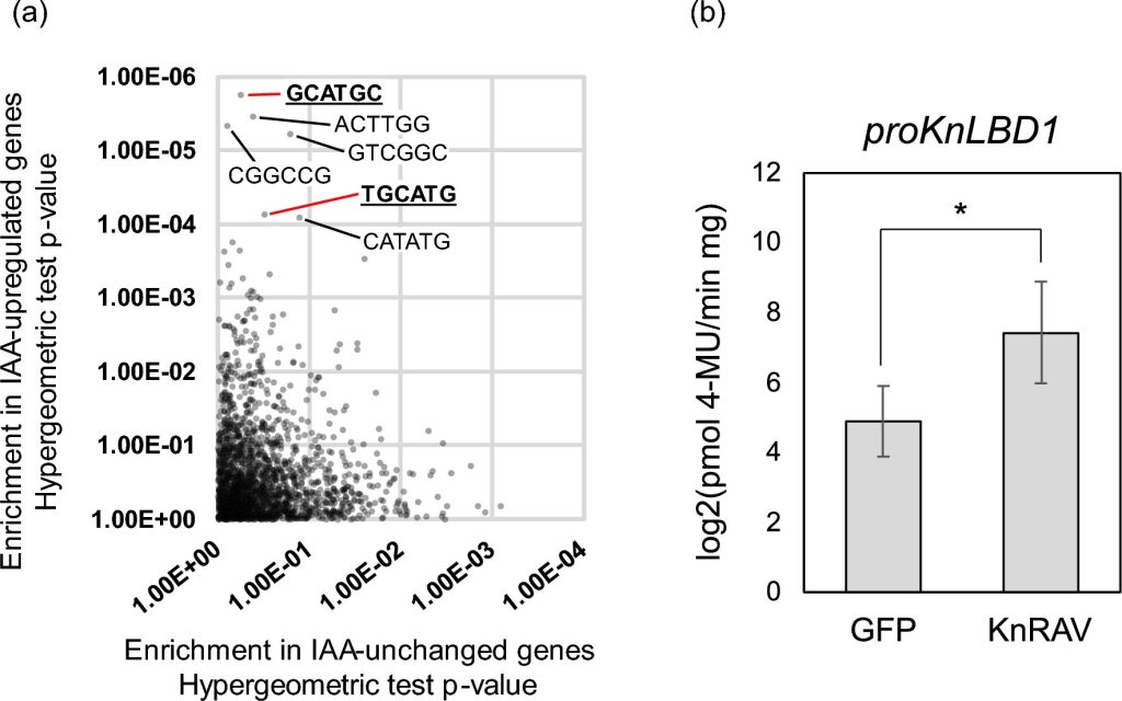 Investigating the intricacies of auxin signaling mechanisms in algae