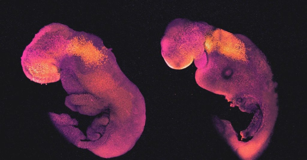 ‘Embryo Models’ Challenge the Legal, Ethical, and Biological Concepts of