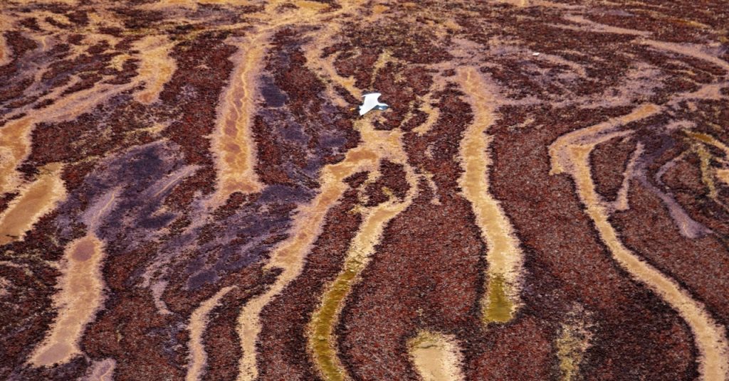 The Seaweed Blob Is Heading to a Beach Near You