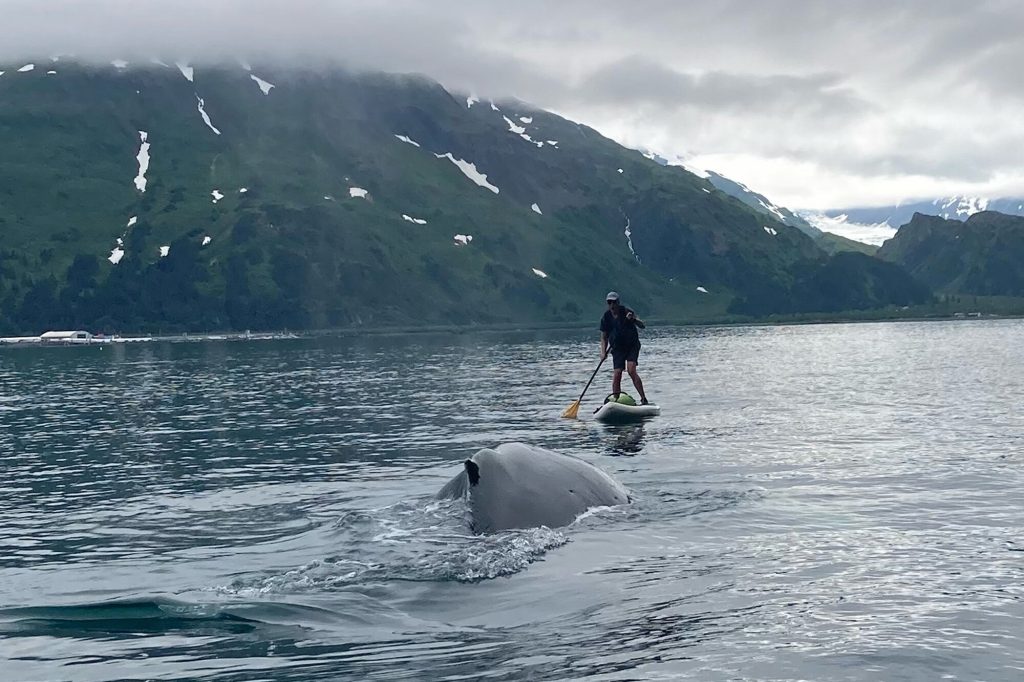 See how an Alaska paddleboarder escaped a close encounter with