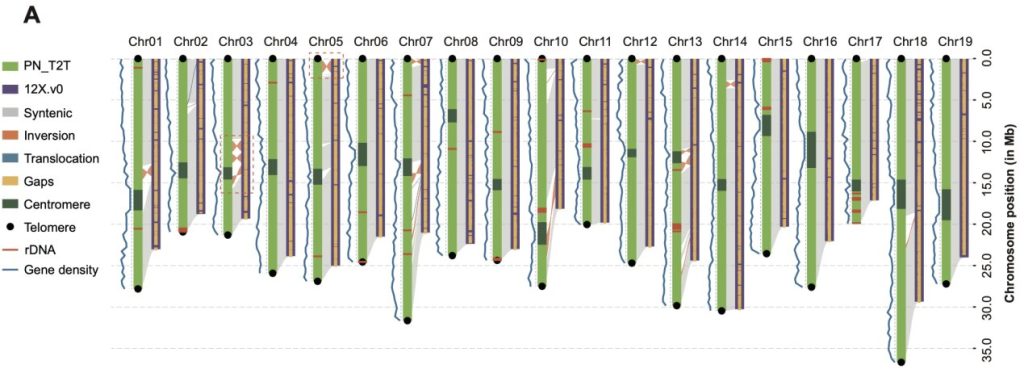 Researchers publish the first grape T2T reference genome