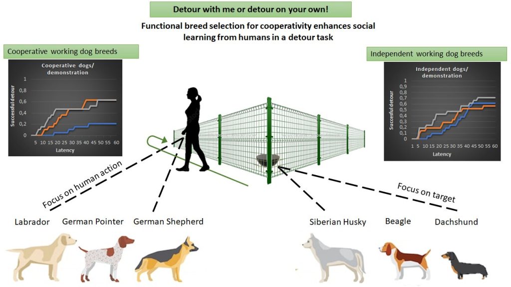 Dog behavior study evaluates social learning among various breeds