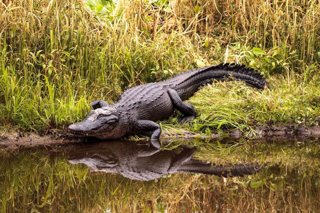 Alligators create hotspots for life by digging holes with their