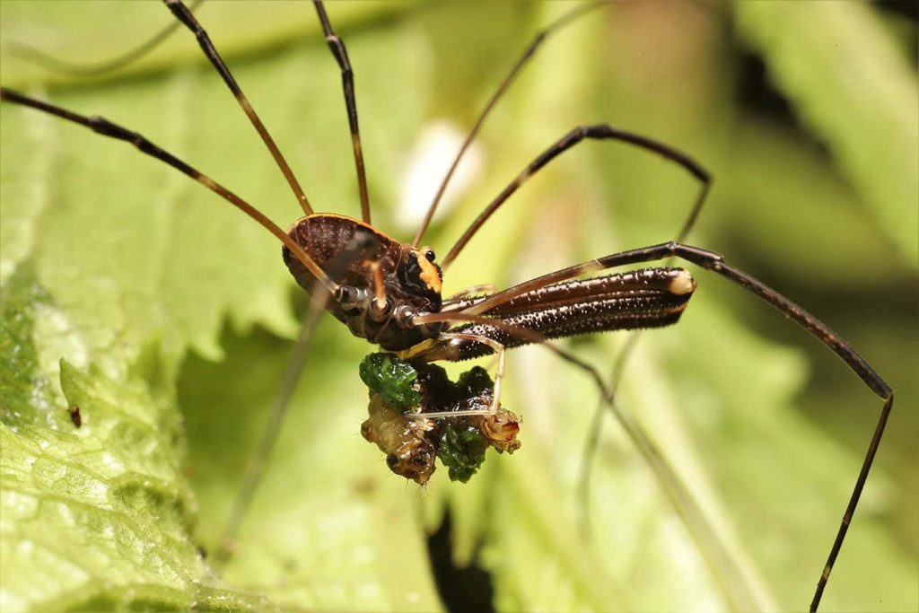 Losing a leg in youth changes how male harvestmen woo