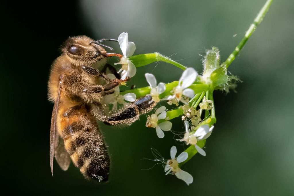 Genetically engineered gut bacterium could protect bees from parasite