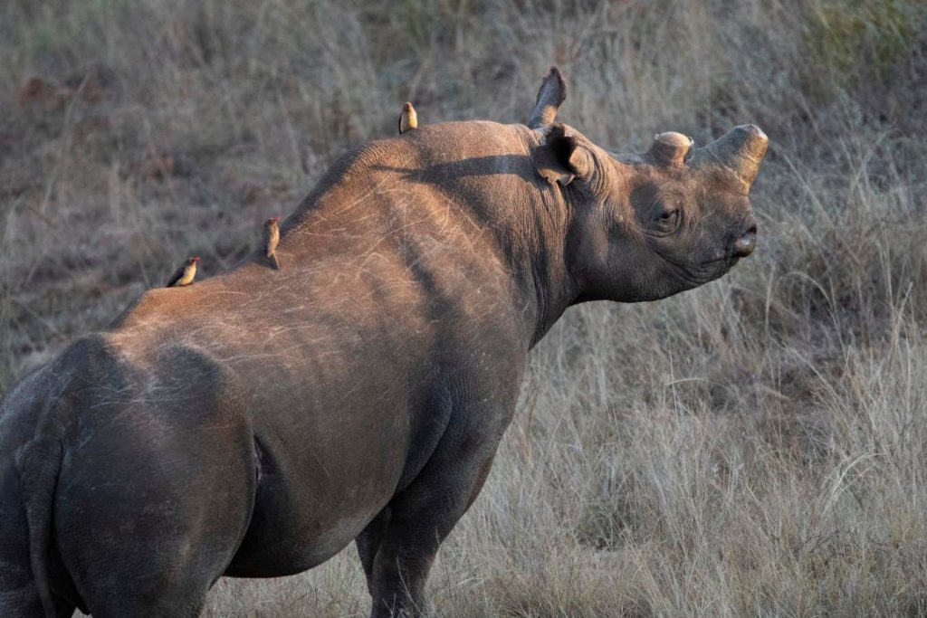 Dehorning may affect how rhinos interact and establish territory