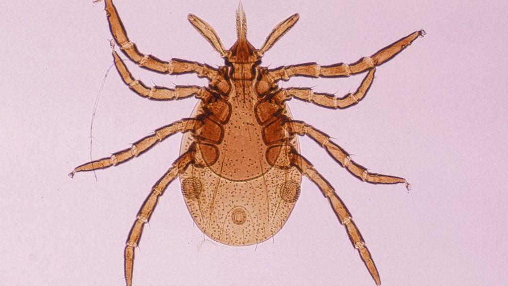 Lyme disease: Symptoms, diagnosis and treatment