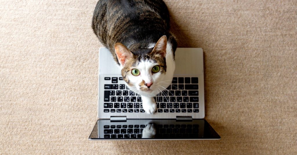 The Best YouTube Channels for Your Cat