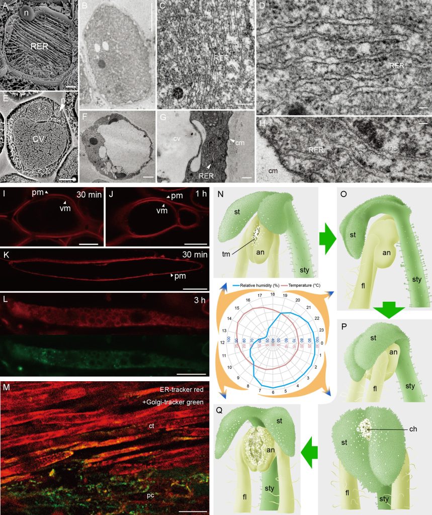 Study finds new type of cell related to organ movement