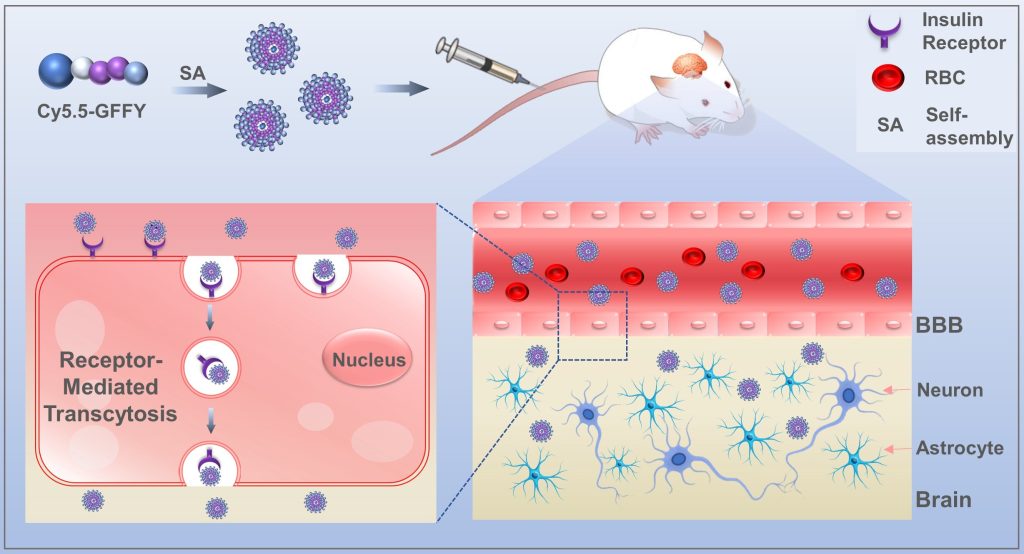 A peptide that can cross the blood-brain barrier