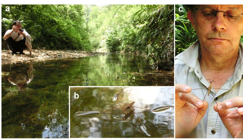 Examining how the world’s largest water striders jump on water