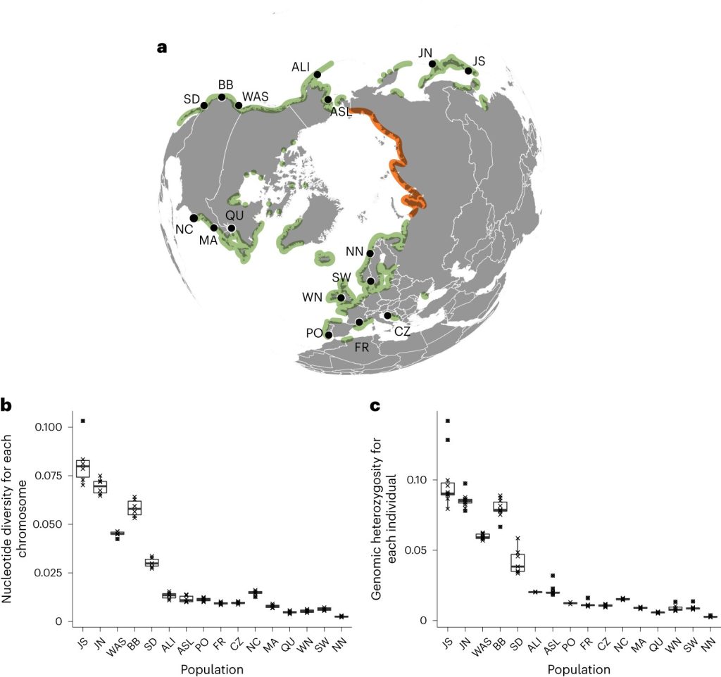 How eelgrass spread around the world