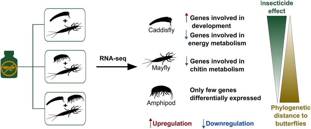 Insecticides affect aquatic insects in unexpected ways