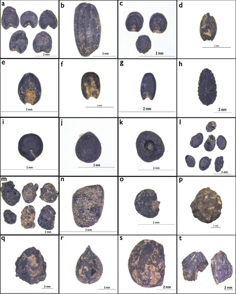 Study finds evidence of the formation and structural evolution of