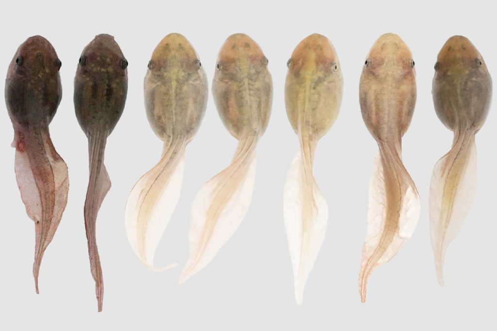 Tadpoles can change colour to blend in with their environment