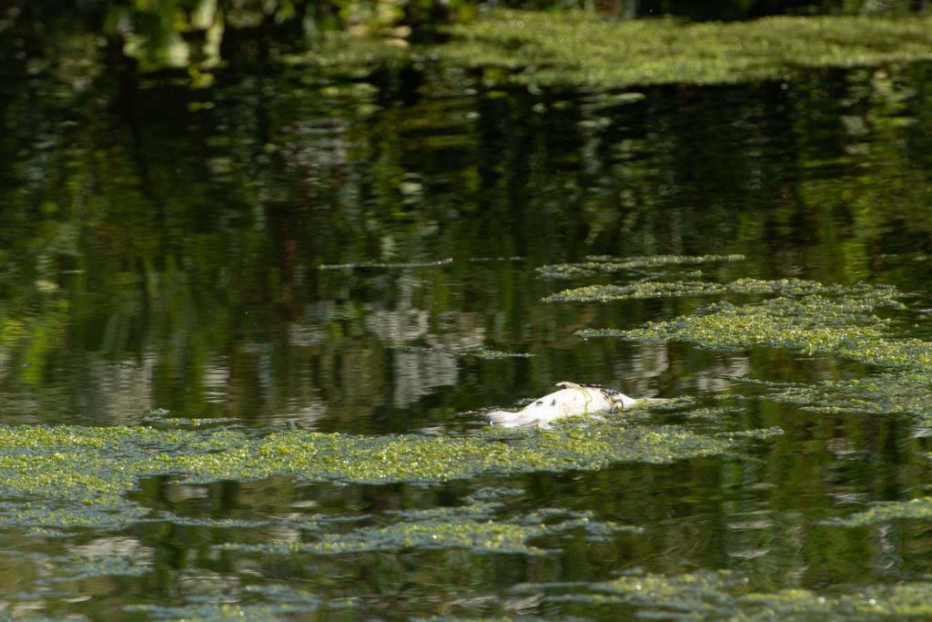 Oxygen levels are dropping in rivers across the US and