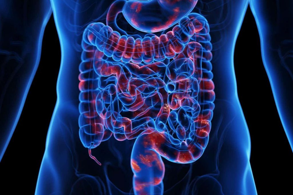 Key immune cells may help protect against inflammatory bowel disease