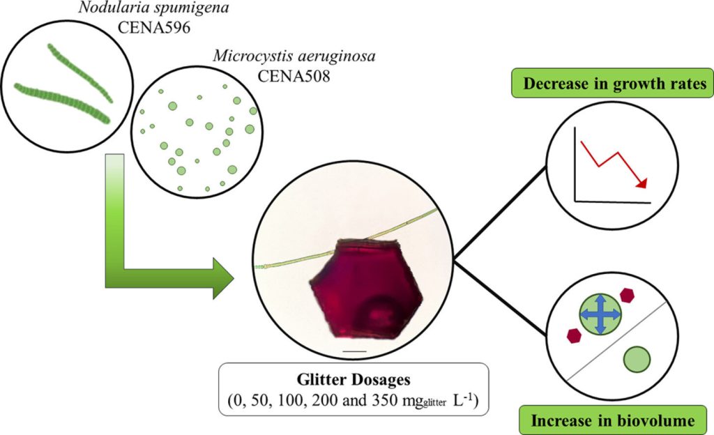 Glitter impairs growth of organisms with key roles in aquatic