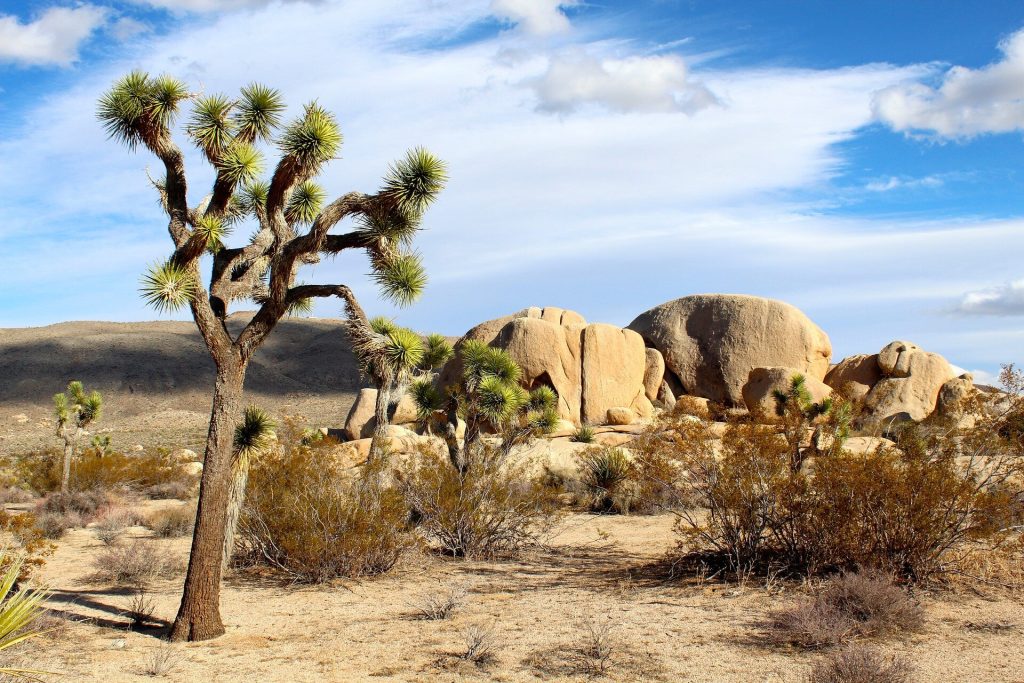 Millions of California trees are dying; Joshua trees are just