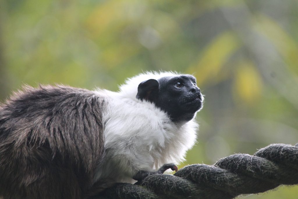 Monkeys cause a stink in response to human noise