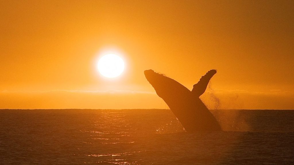 Could an impending rise in solar storms cause more whales