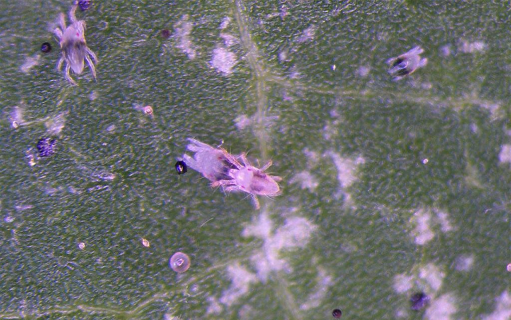 Spider mites study: Social environment experienced by mothers influences sons’