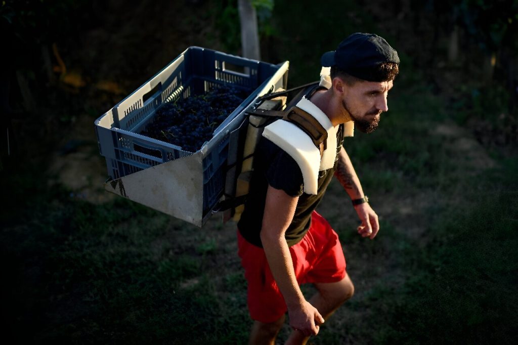 French grape-pickers wilt as ‘heat dome’ temperatures top 40C